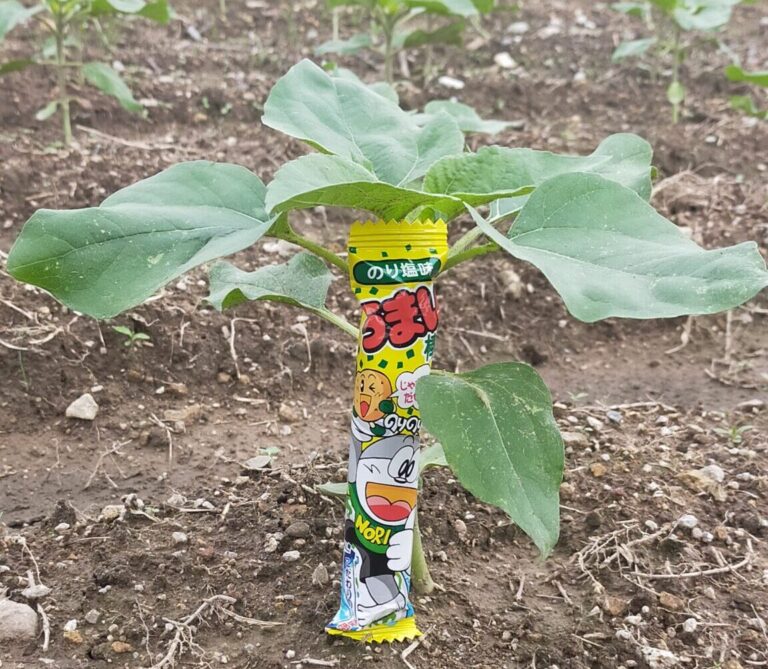 【ひまわり情報】ある日突然！！知らぬ間に！！！！