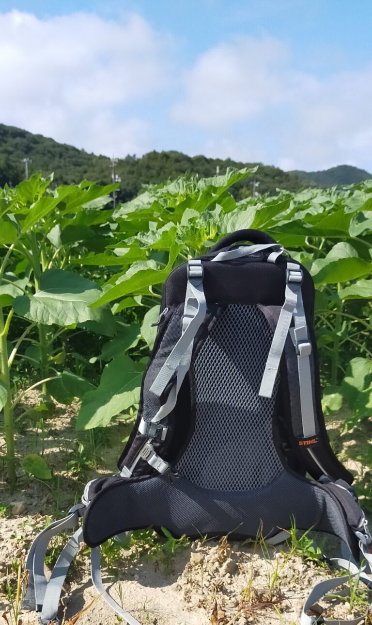 【ひまわり情報】伸び伸び伸びてます！！！