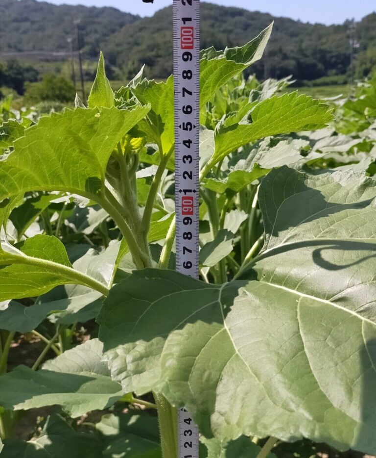 【ひまわり情報】１００ｃｍ越えました！！！
