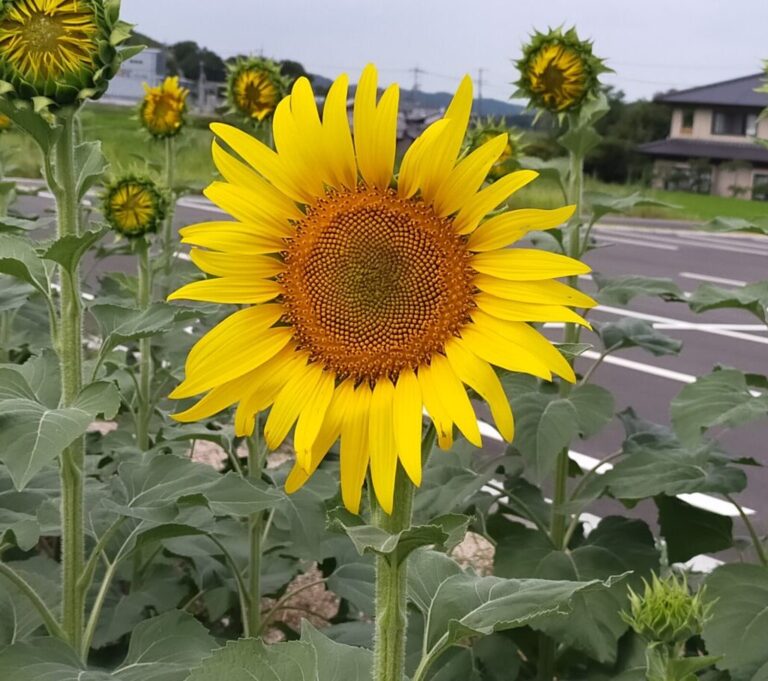 【ひまわり情報】恵みの雨