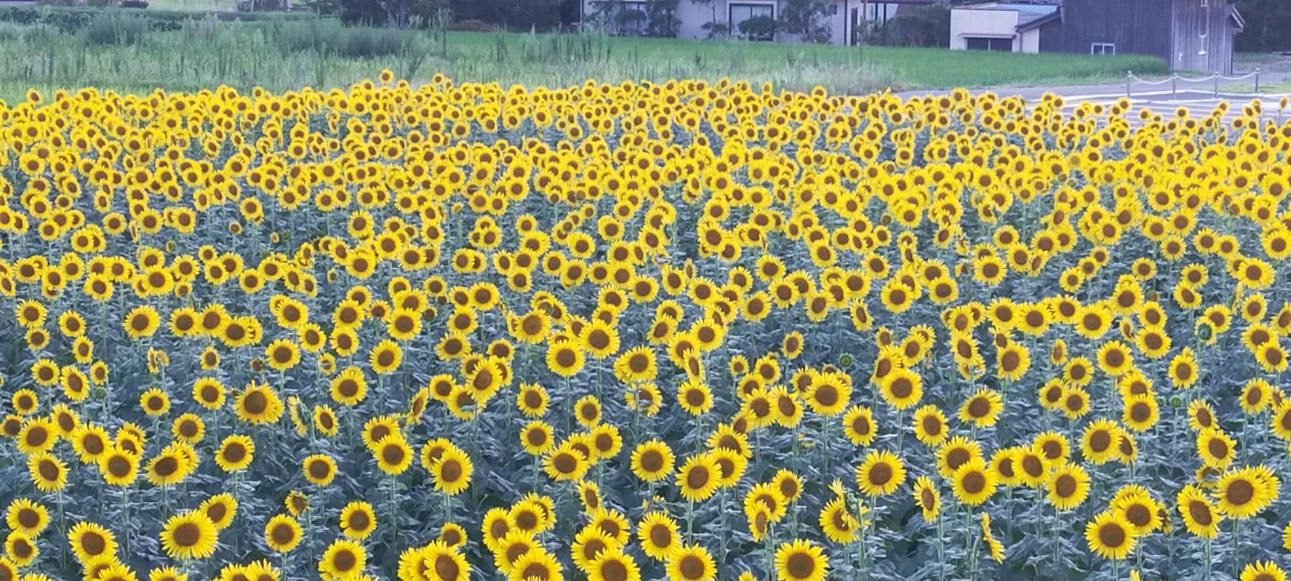 ひまわり情報】到達！ひまわり満開！！ | 【公式】日本一のだがし売場